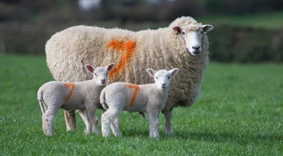 Giving lambs the best start: feeding tips for pre-lambing ewes