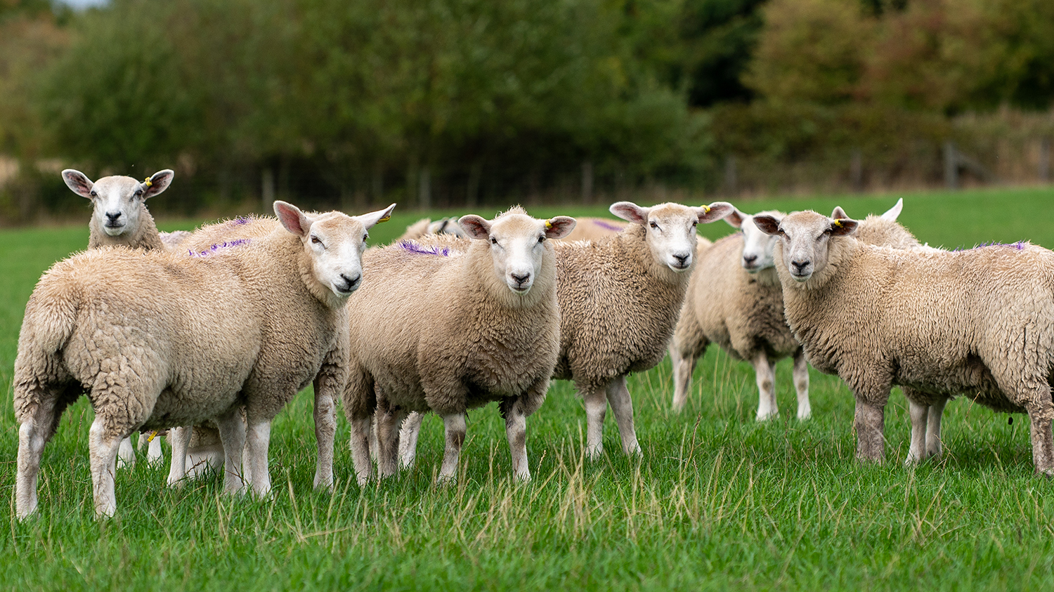 A group of white finishing lambs standing together in a lush green field, with trees and fencing in the background.