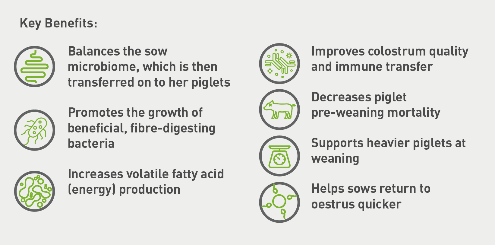 Actisaf Benefits to Sow