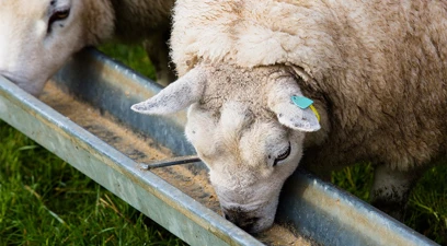 Beef and lamb finishing: optimise rumen function for improved feed efficiency