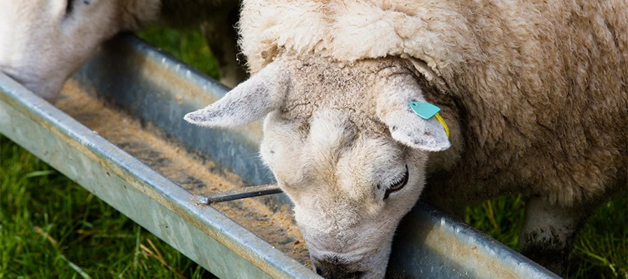 Actisaf® live yeast improves daily live weight gain and feed conversion efficiency in lambs