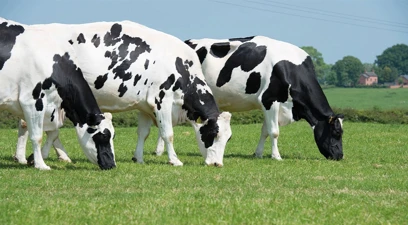 Optimise the rumen for improved feed efficiency and lower costs of production