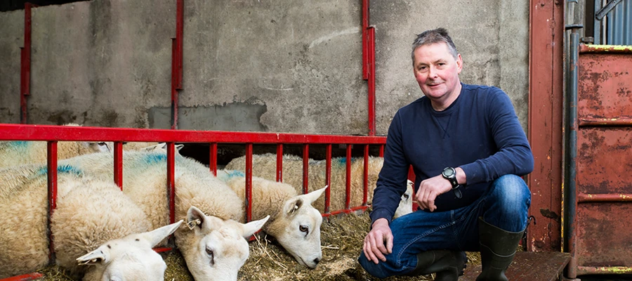 Driving lamb growth and vigour with Actisaf® and Safmannan®
