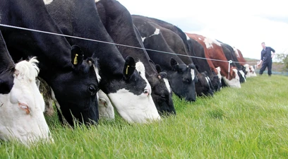 Making the most of stemmy forages