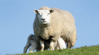 Optimise immunity pre-lambing with ewe nutrition and Safmannan