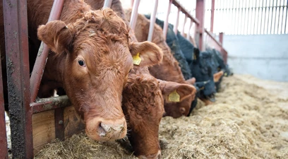 Beef and lamb finishing: optimise rumen function for improved feed efficiency