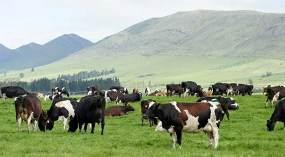 The role of microbes in fibre digestibility