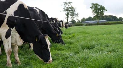 Feeding for milk and butterfats: optimising the rumen microbes