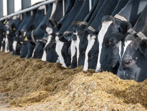 NEW TRIAL: Actisaf drives feed efficiency in high performing, early lactation cows
